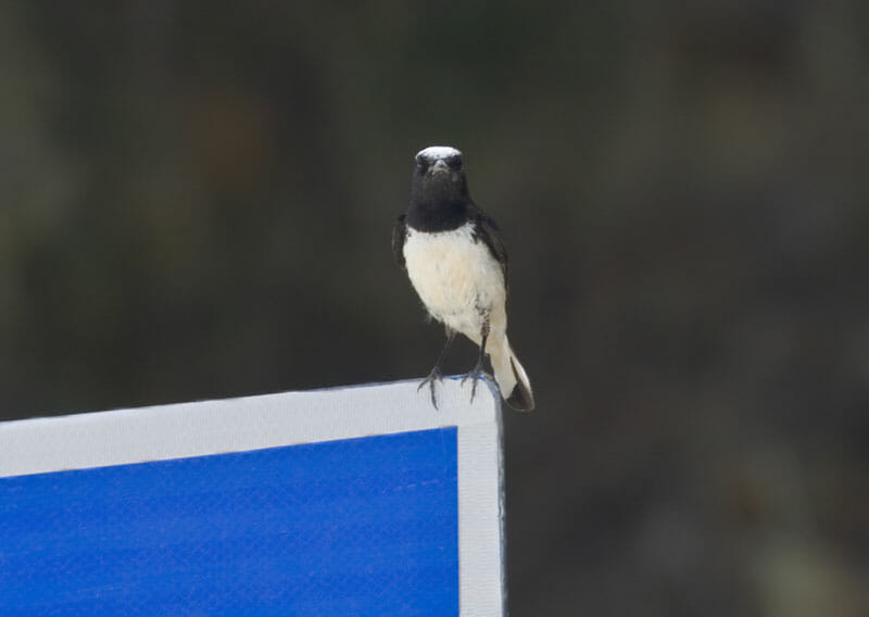 Cyprus Wheatear on a sign post