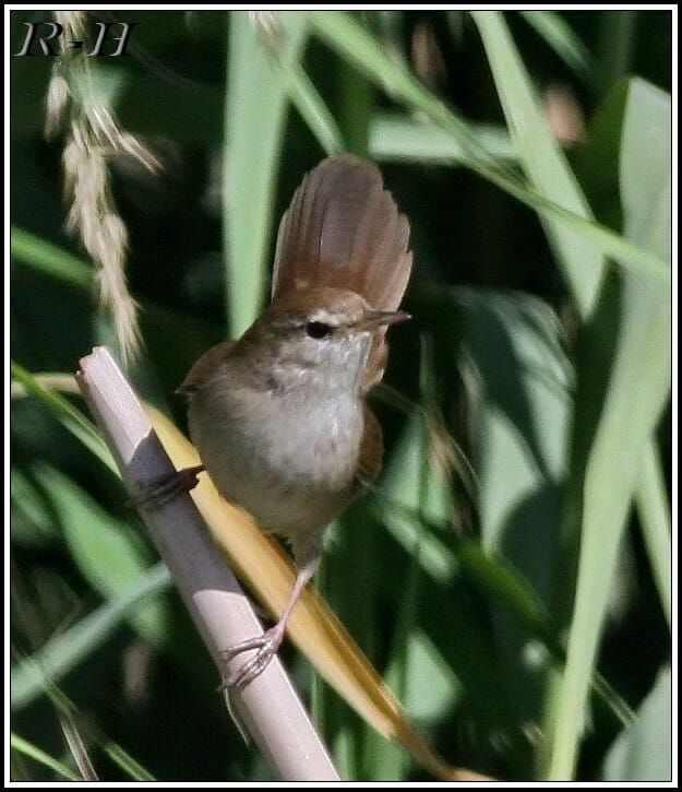 Eastern Cetti's Warbler on a reedbed