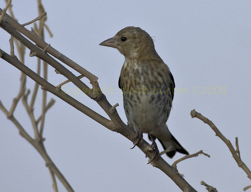 Ayoung European Goldfinch on branch
