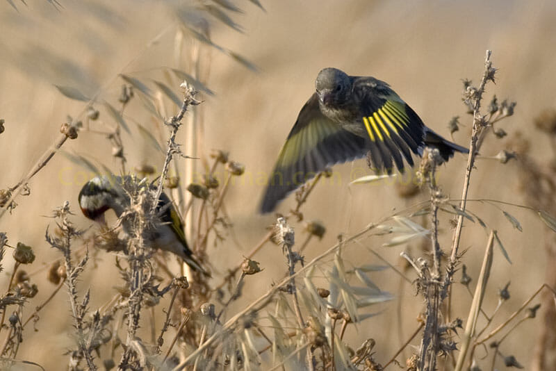 A young European Goldfinch in flight