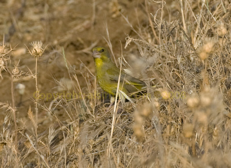 European Greenfinch feeding on dry grass