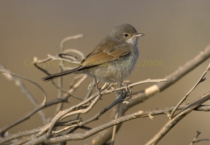 Spectacled Warbler on a branch