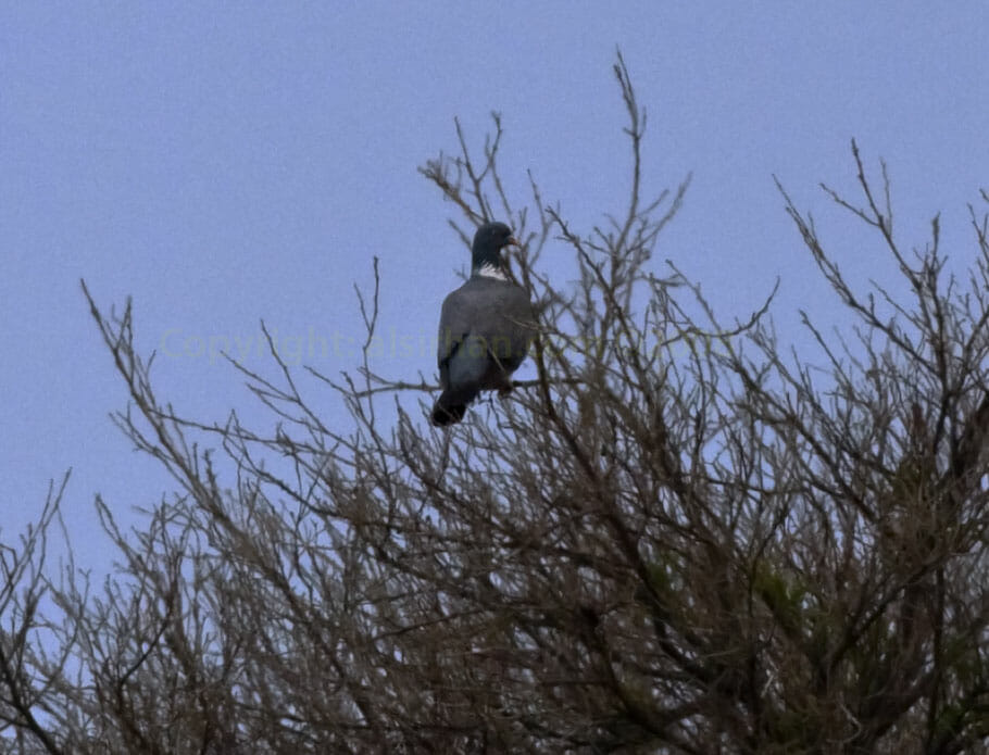 A Common Woodpigeon on a tree