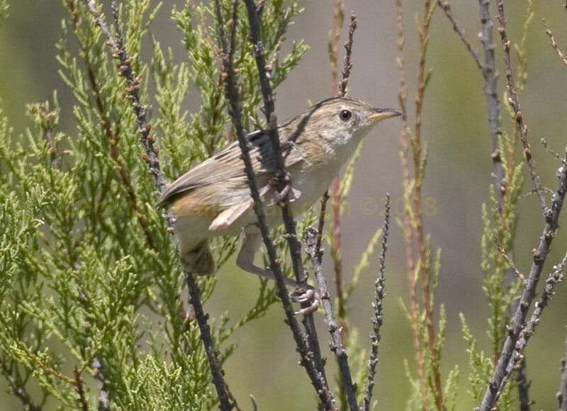 Zitting Cisticola on branches