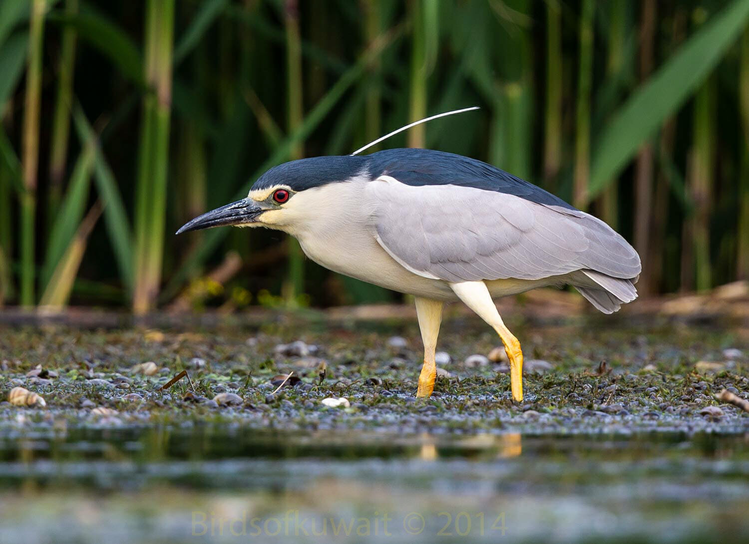 Black-crowned Night Heron Nycticorax nycticorax