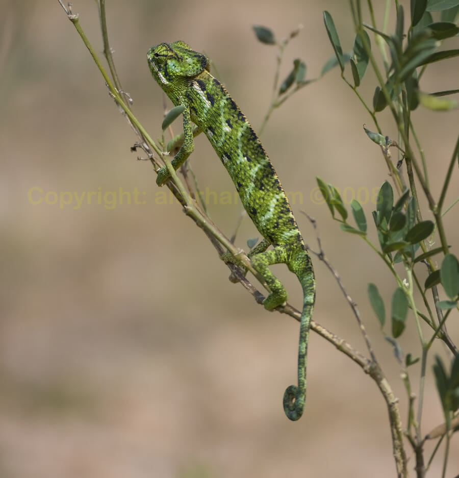 Socotra Chameleon perched on a branch