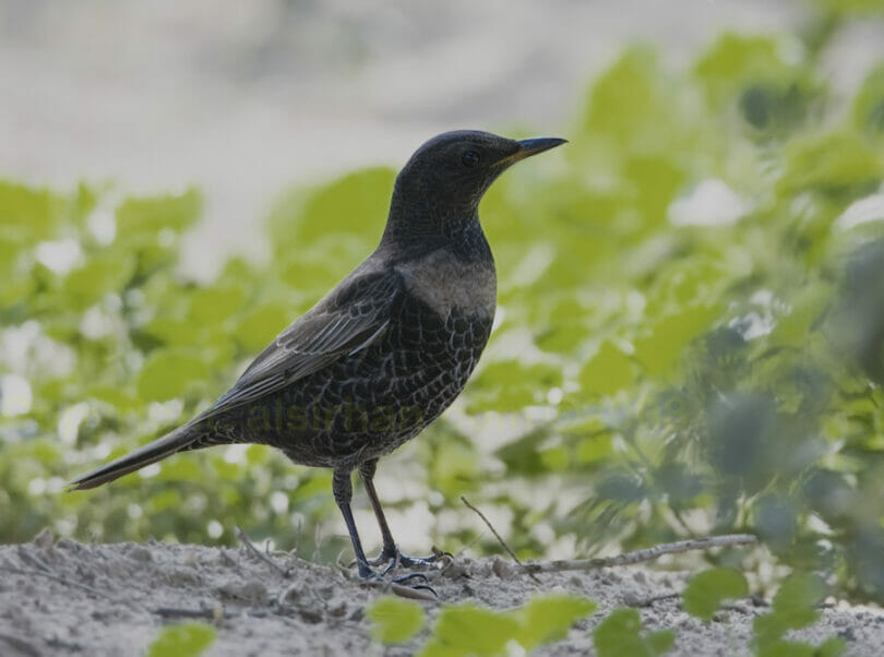 Ring Ouzel Turdus torquatus