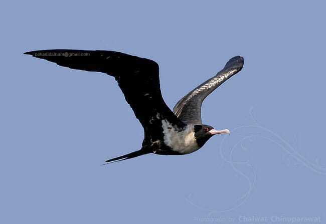 Lesser Frigatebird in flight