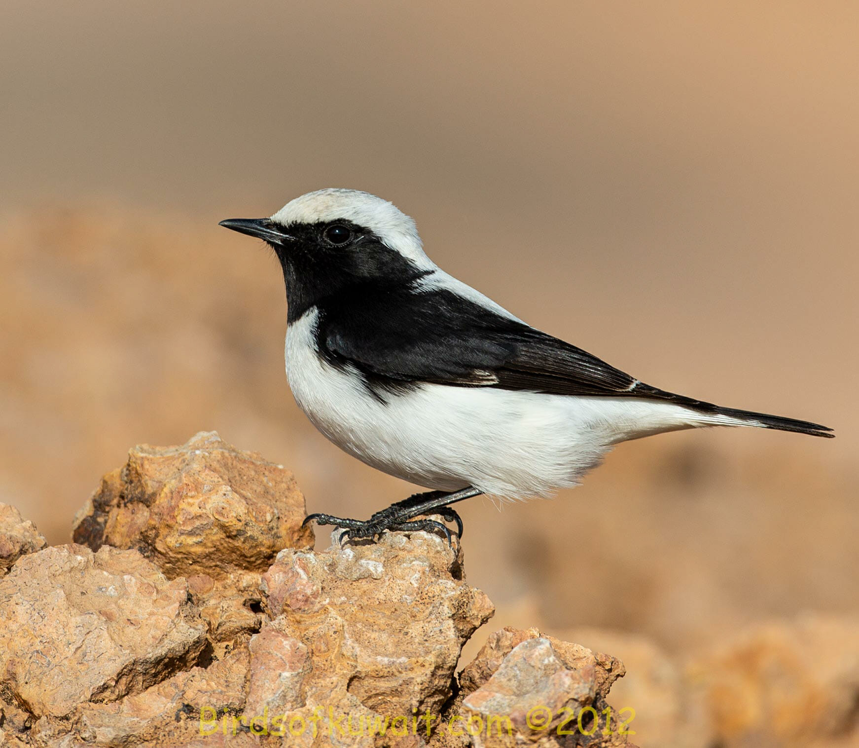 Finsch’s Wheatear Oenanthe finschii