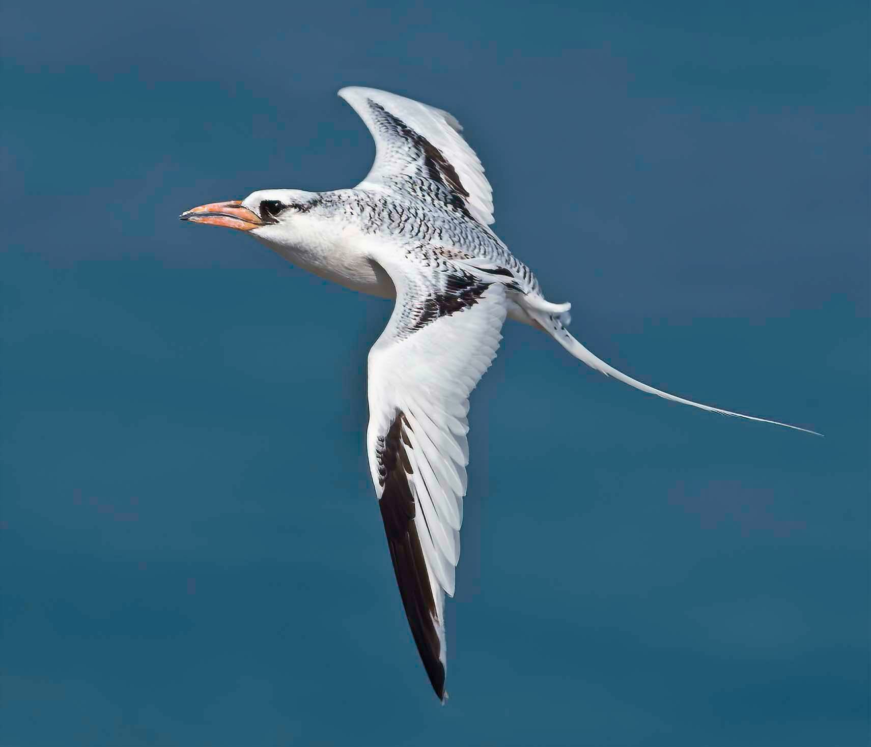 Red-billed Tropicbird Phaethon aethereus
