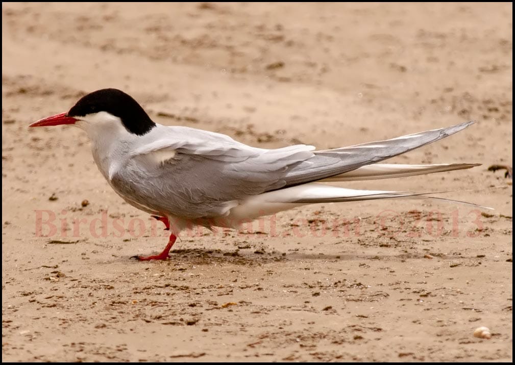 Arctic Tern Sterna paradisaea sitting on ground