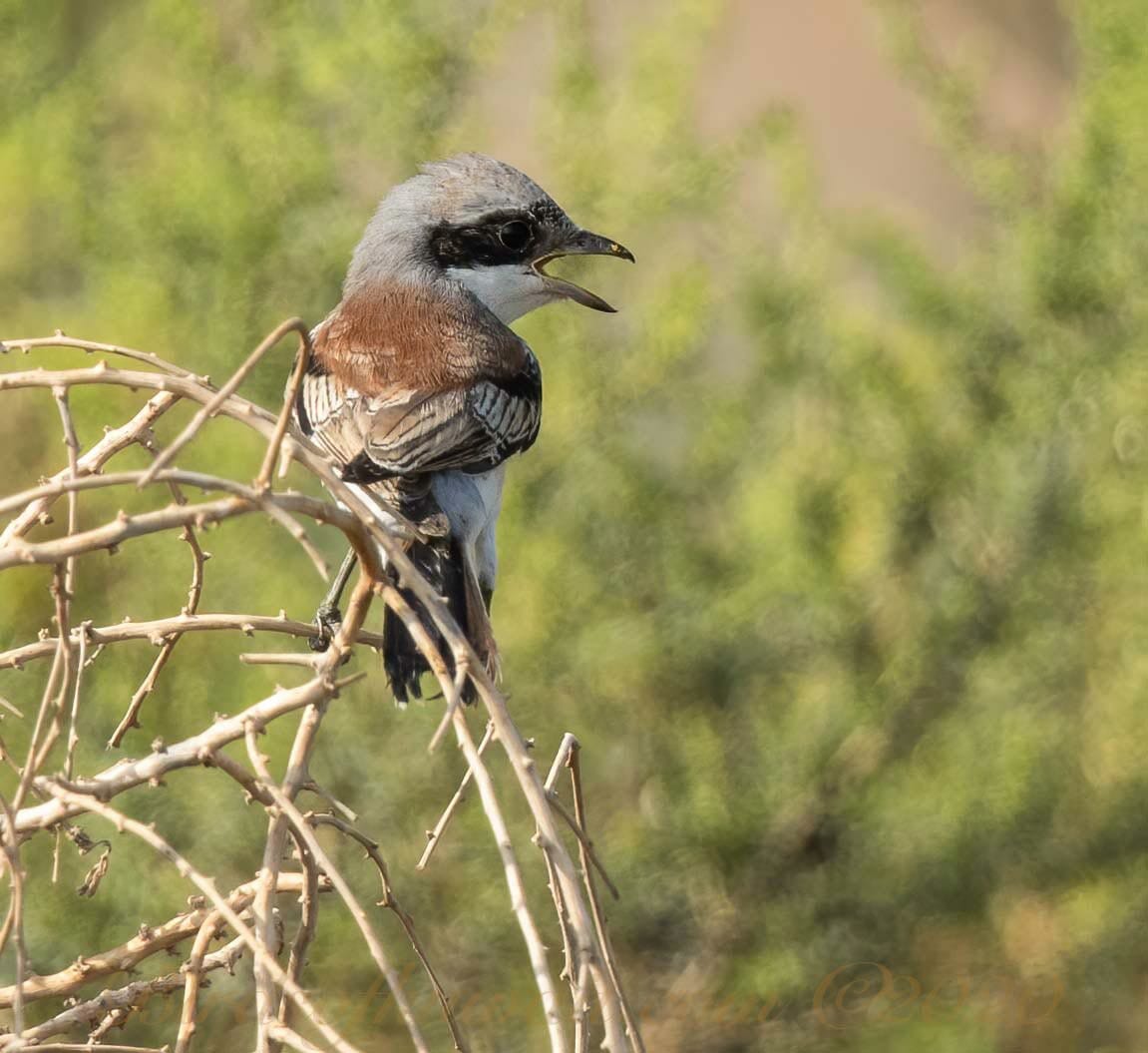 A Bay-backed Shrike perching on twigs