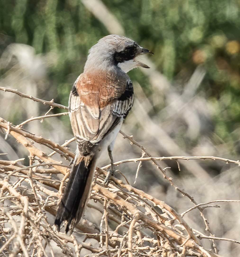 A Bay-backed Shrike perching on twigs