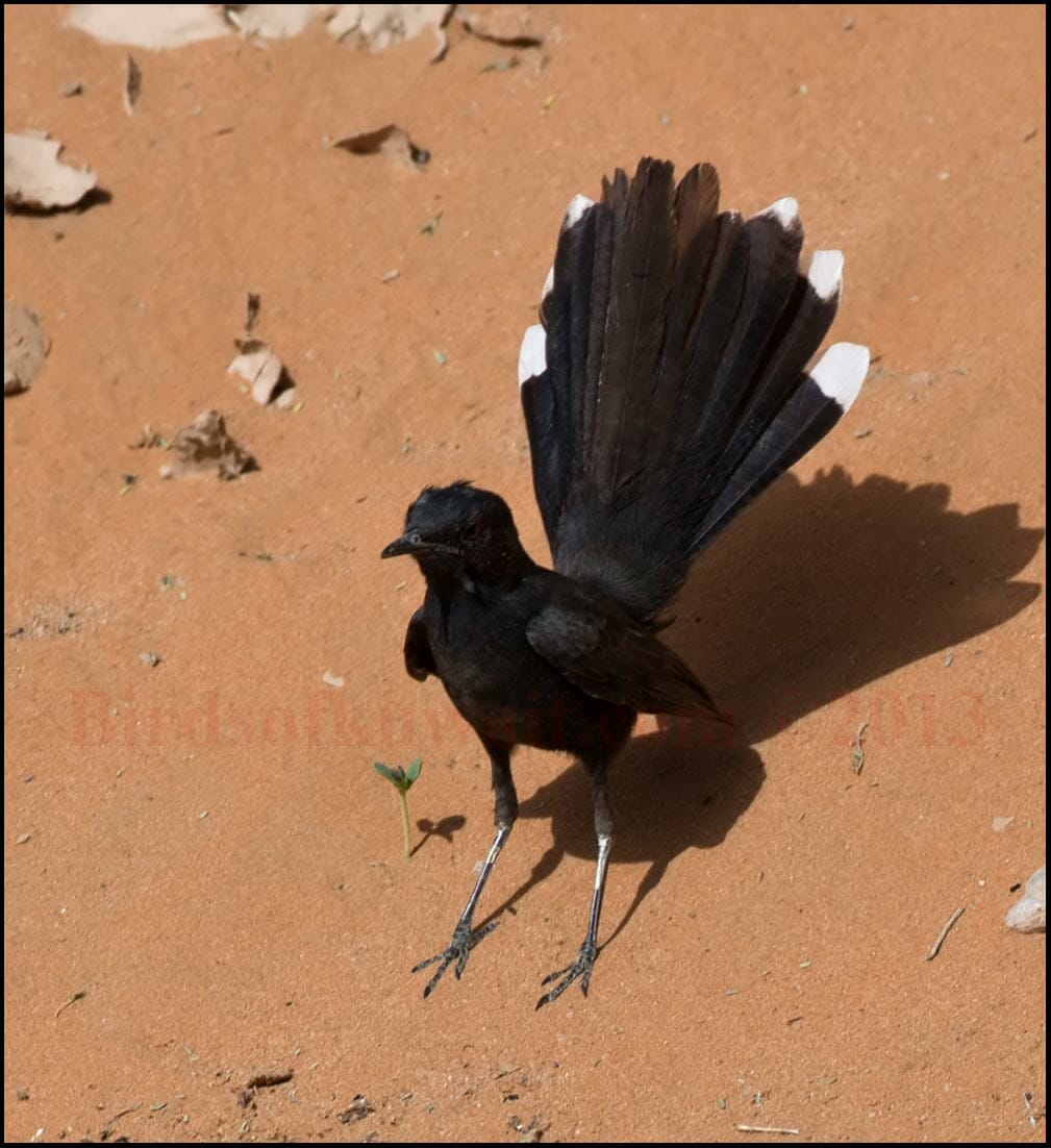 Black Scrub Robin Cercotrichas podobe