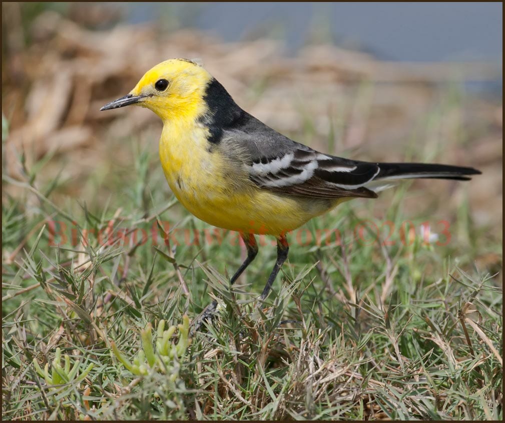 Citrine Wagtail Motacilla citreola