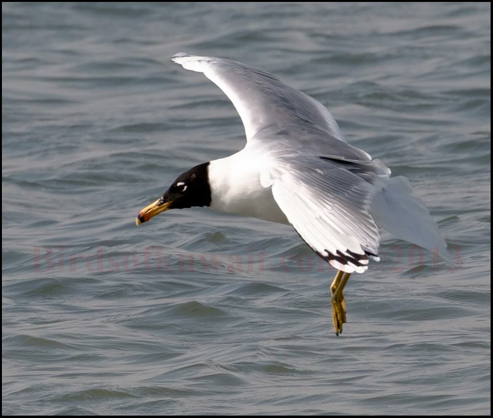 Great-black-headed Gull landing on water