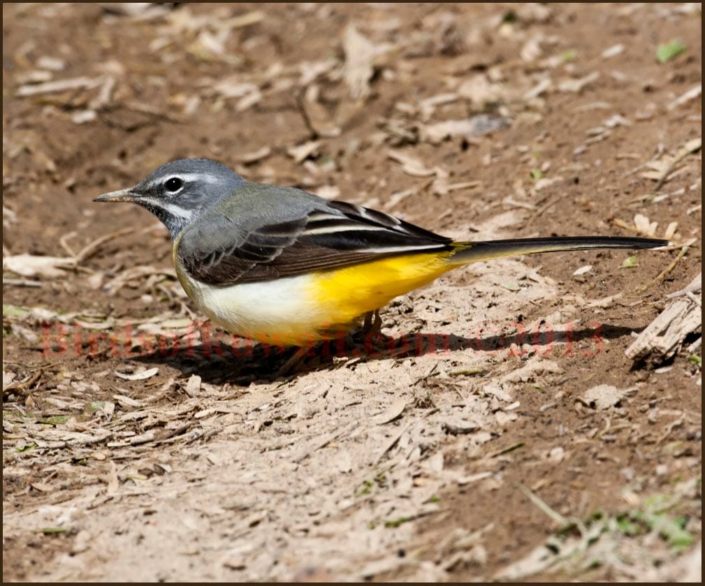 Grey Wagtail Motacilla cinerea