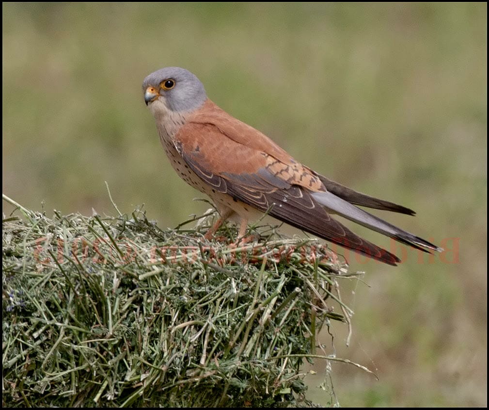 Lesser Kestrel perching on a haystack