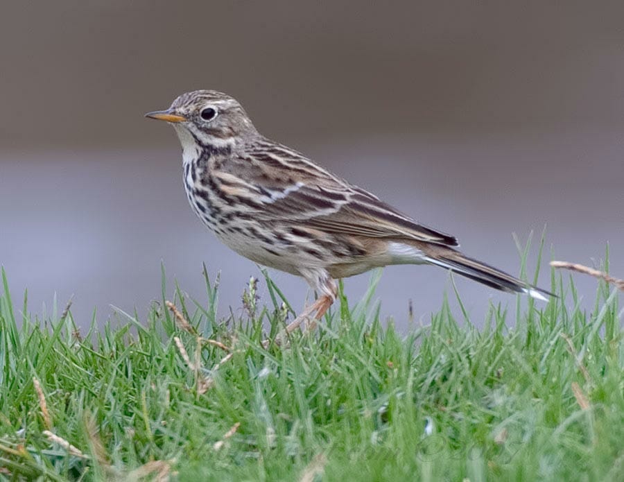 Meadow Pipit Anthus pratensis