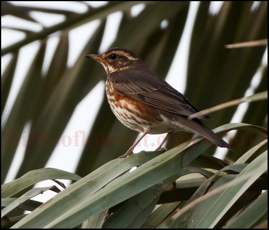 Redwing Turdus iliacus