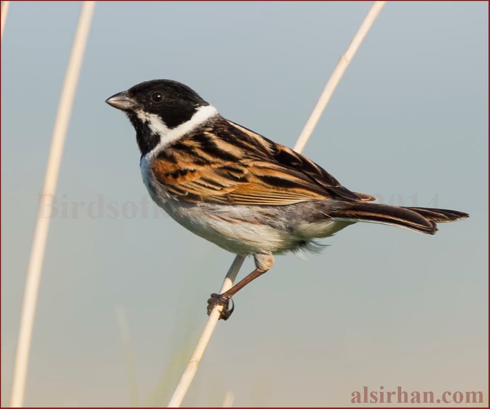 Common Reed Bunting Emberiza schoeniclus