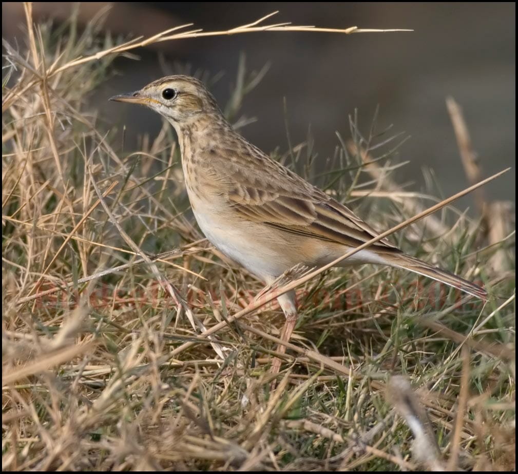 Richard’s Pipit Anthus richardi