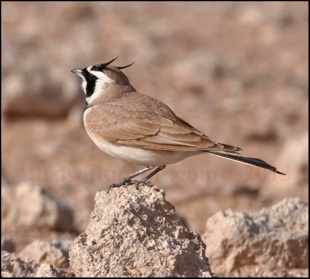 Temminck’s Lark perching on a rock in the desert