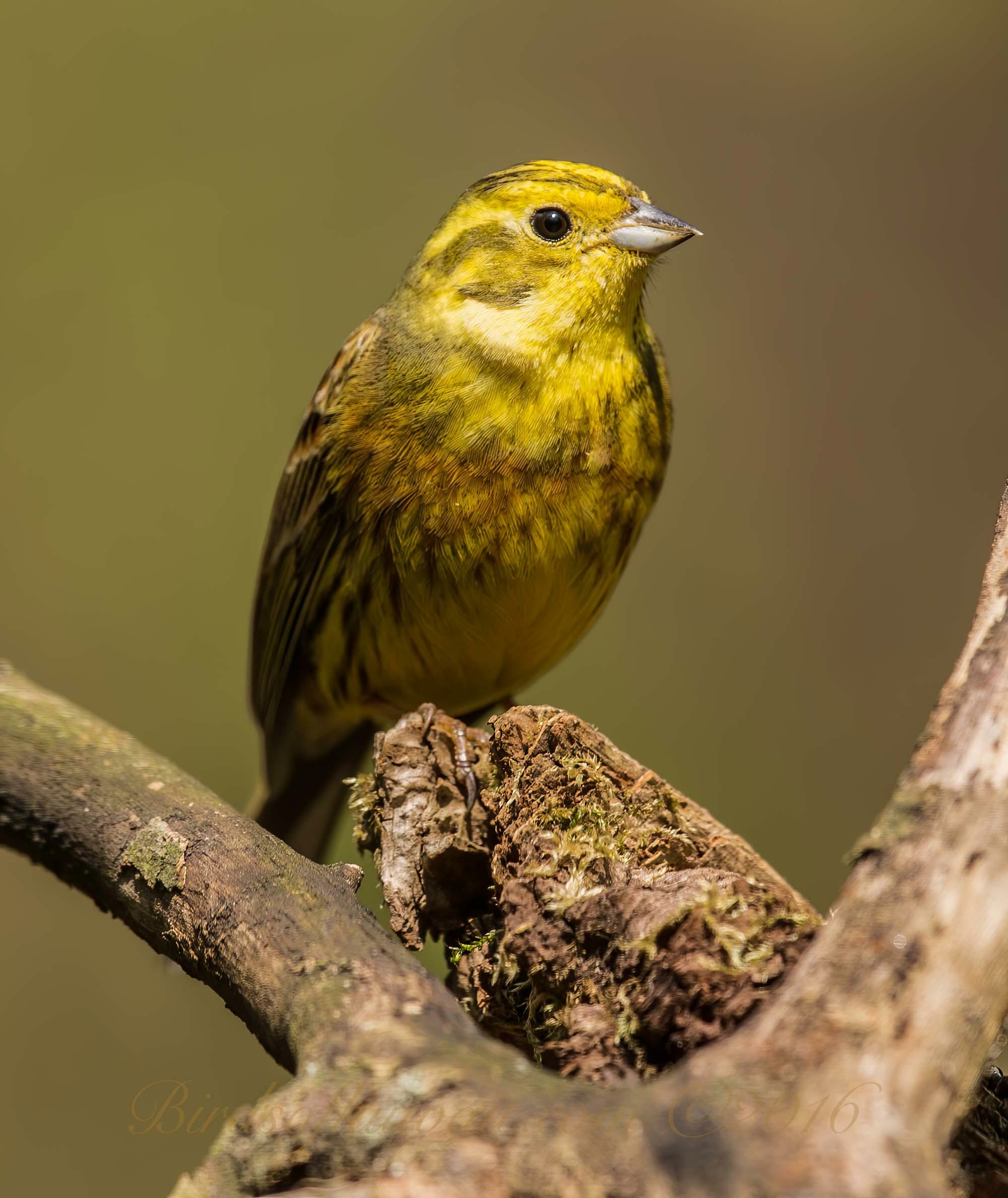 Yellowhammer Emberiza citrinella