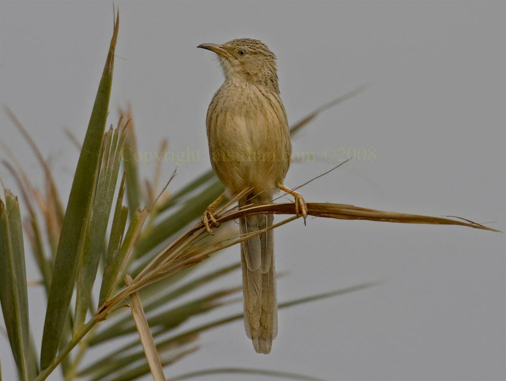 Afghan Babbler perching on palm leaf