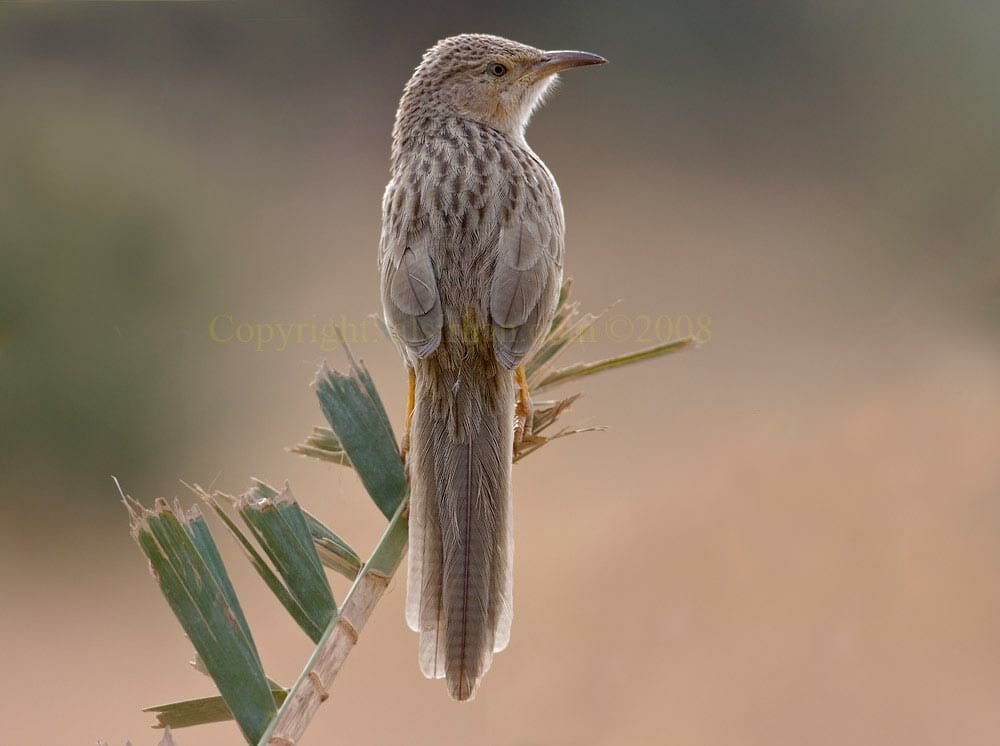 Afghan Babbler perching on palm leaf