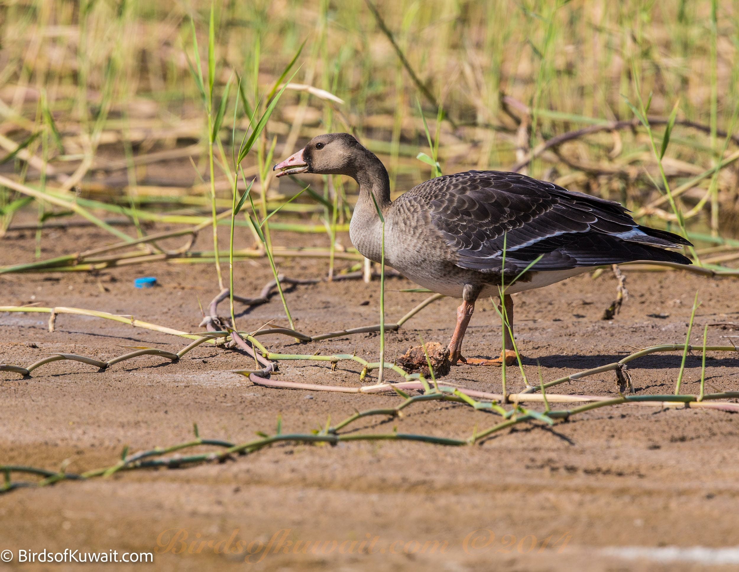 Greater White-fronted Goose Anser albifrons Greater White-fronted Goose Anser albifrons
