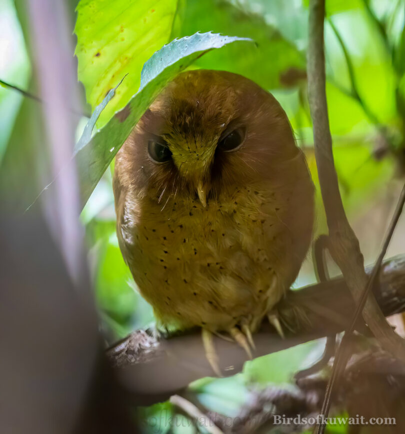 Serendib Scops Owl Otus thilohoffmanni