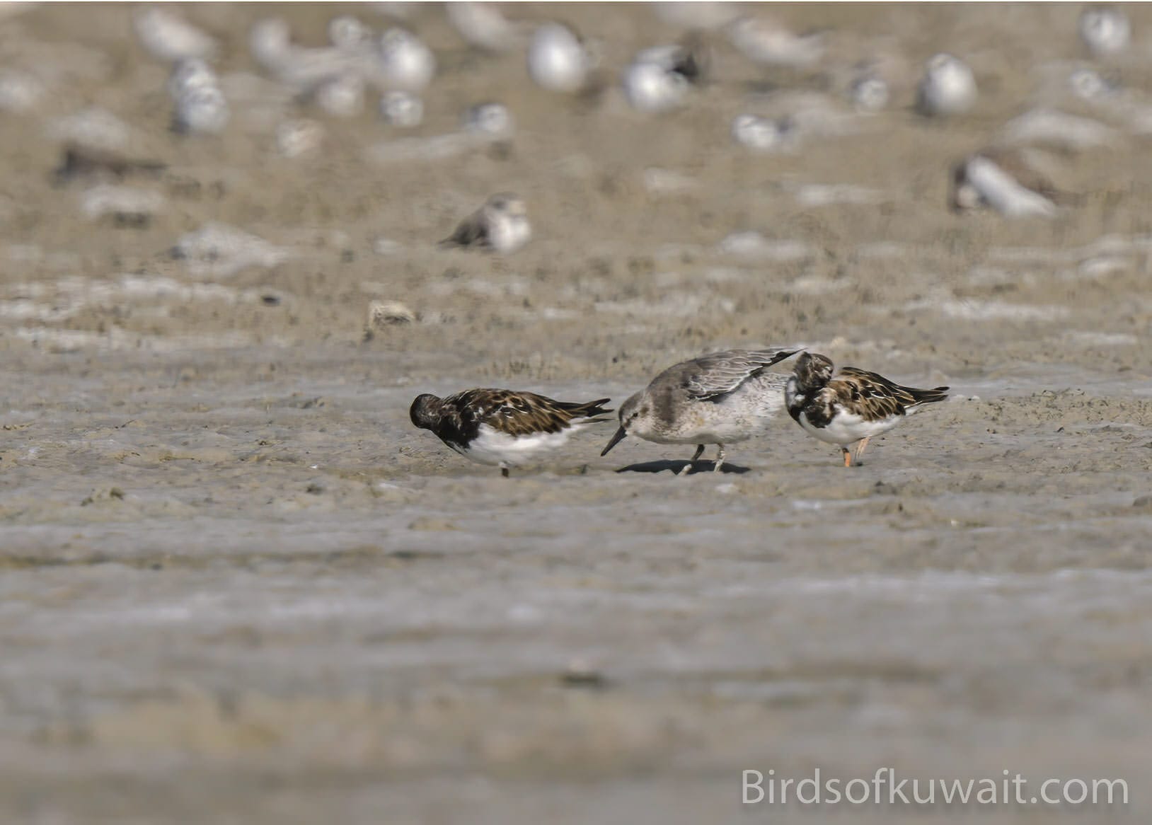 Red Knot Calidris canutus