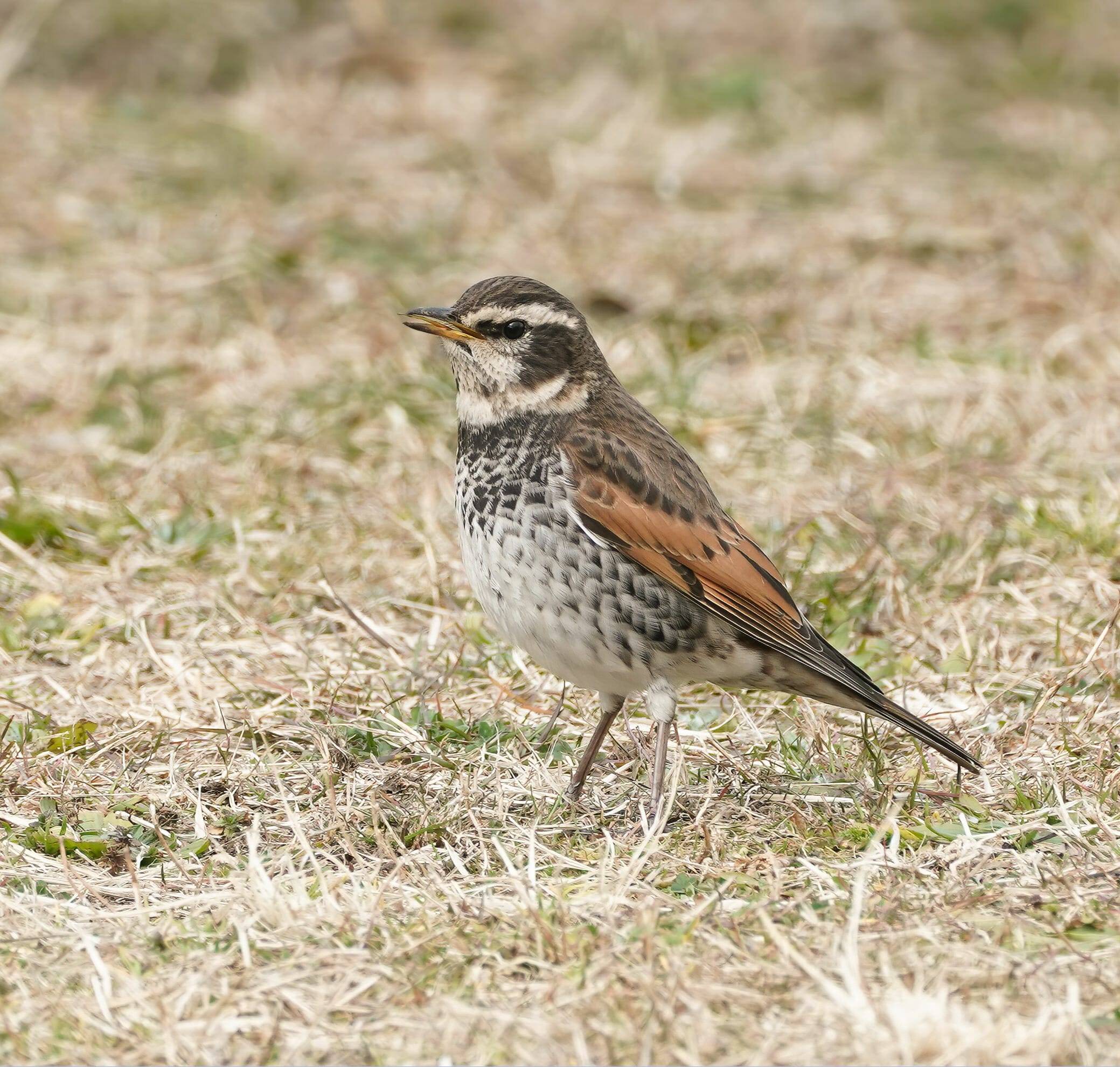 Dusky Thrush Turdus eunomus