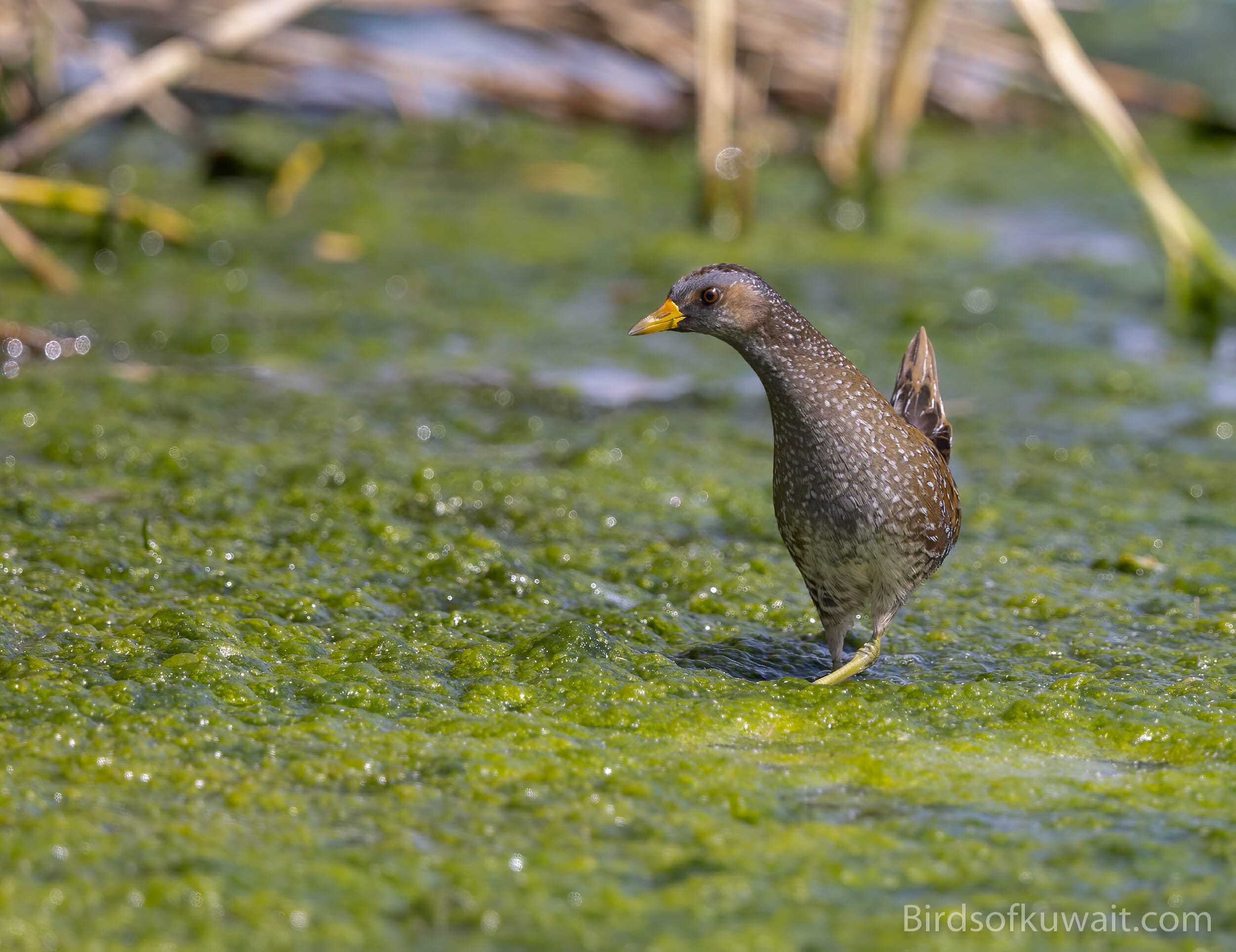 Spotted Crake Porzana porzana