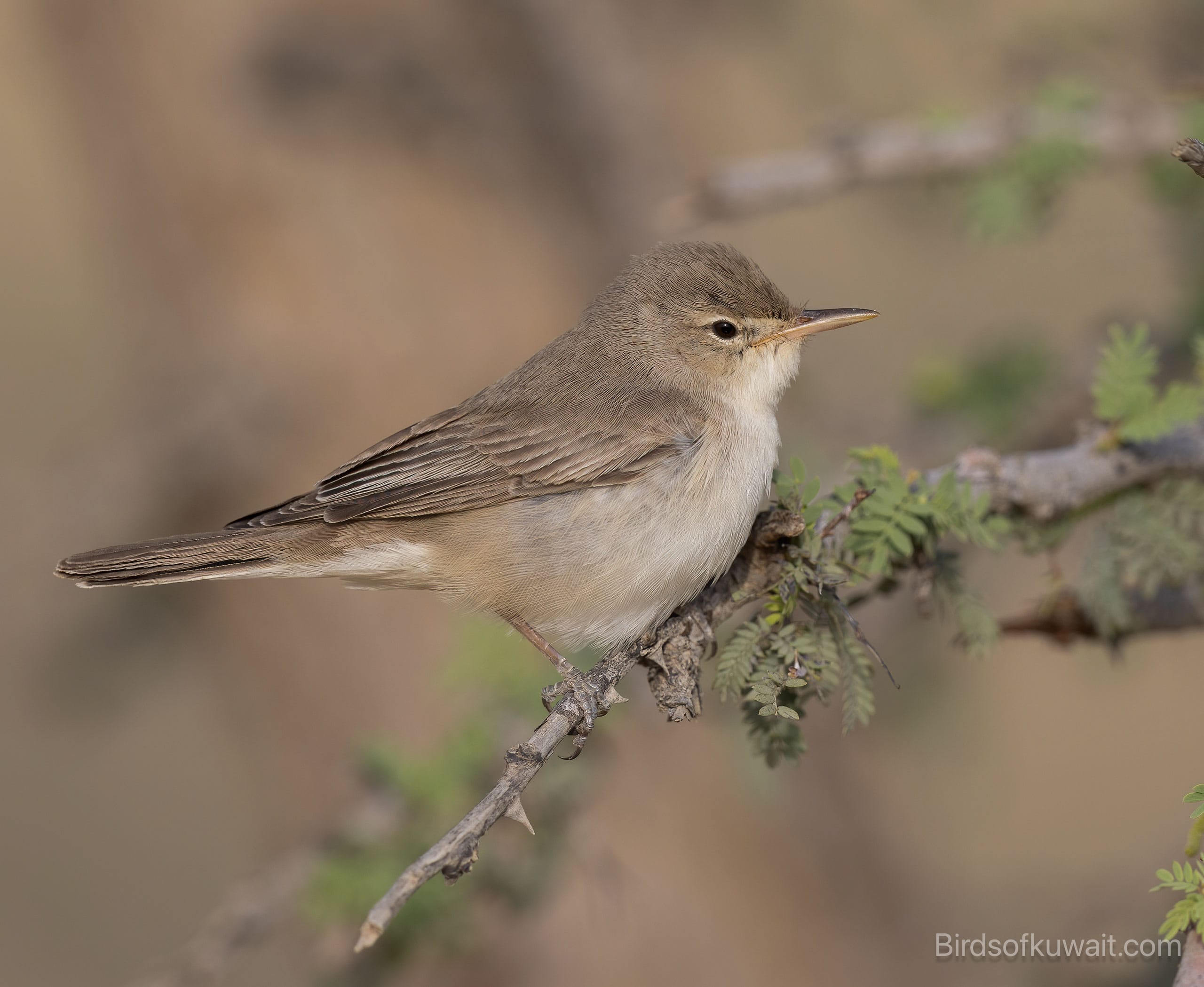 Upcher’s Warbler Hippolais languida