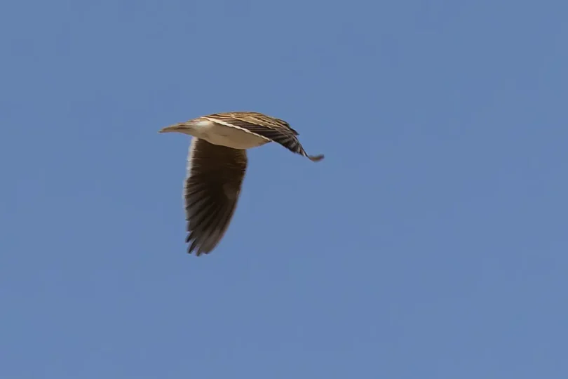 Calandra Lark Melanocorypha calandra