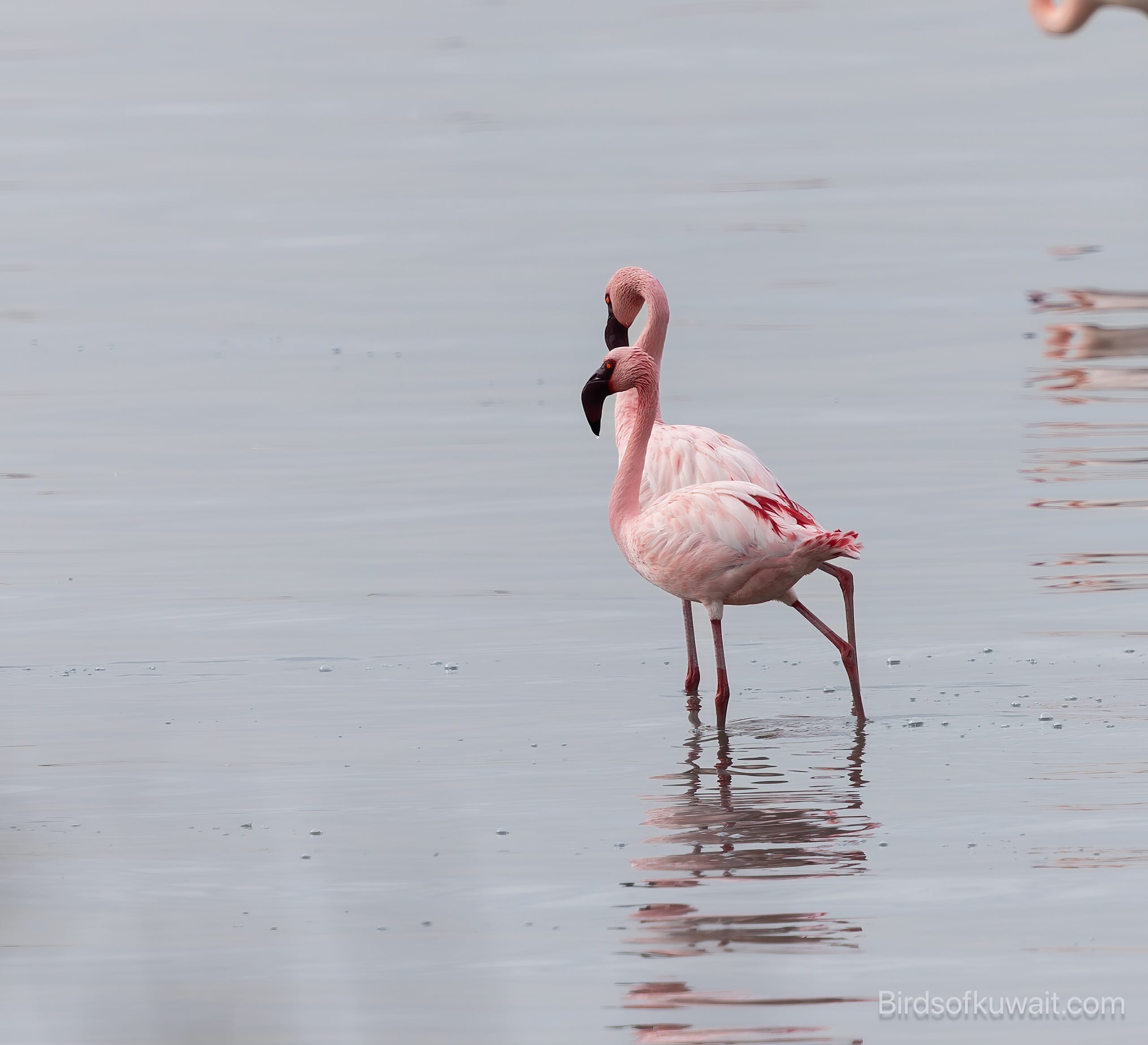 Lesser Flamingo Phoeniconaias minor