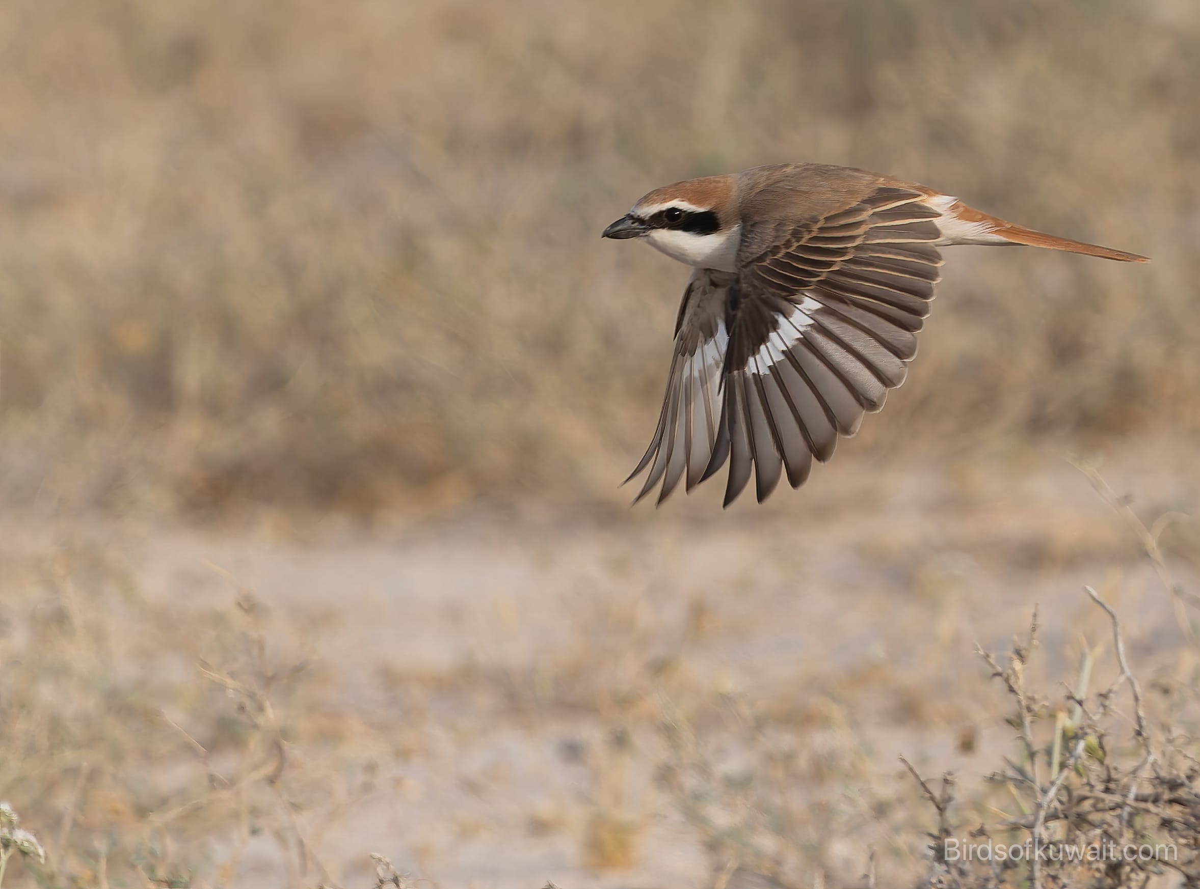 Turkestan Shrike Lanius phoenicuroides