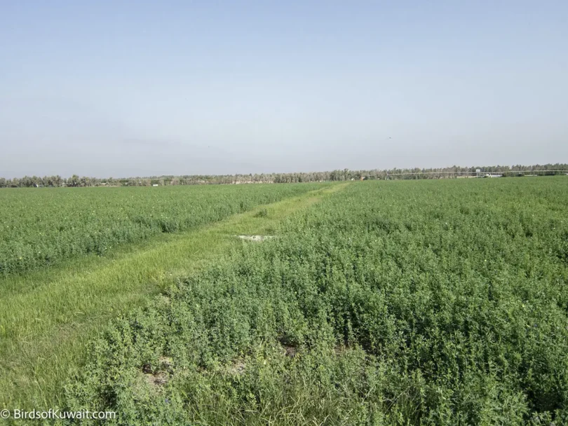 Sulaibiya Pivot Fields