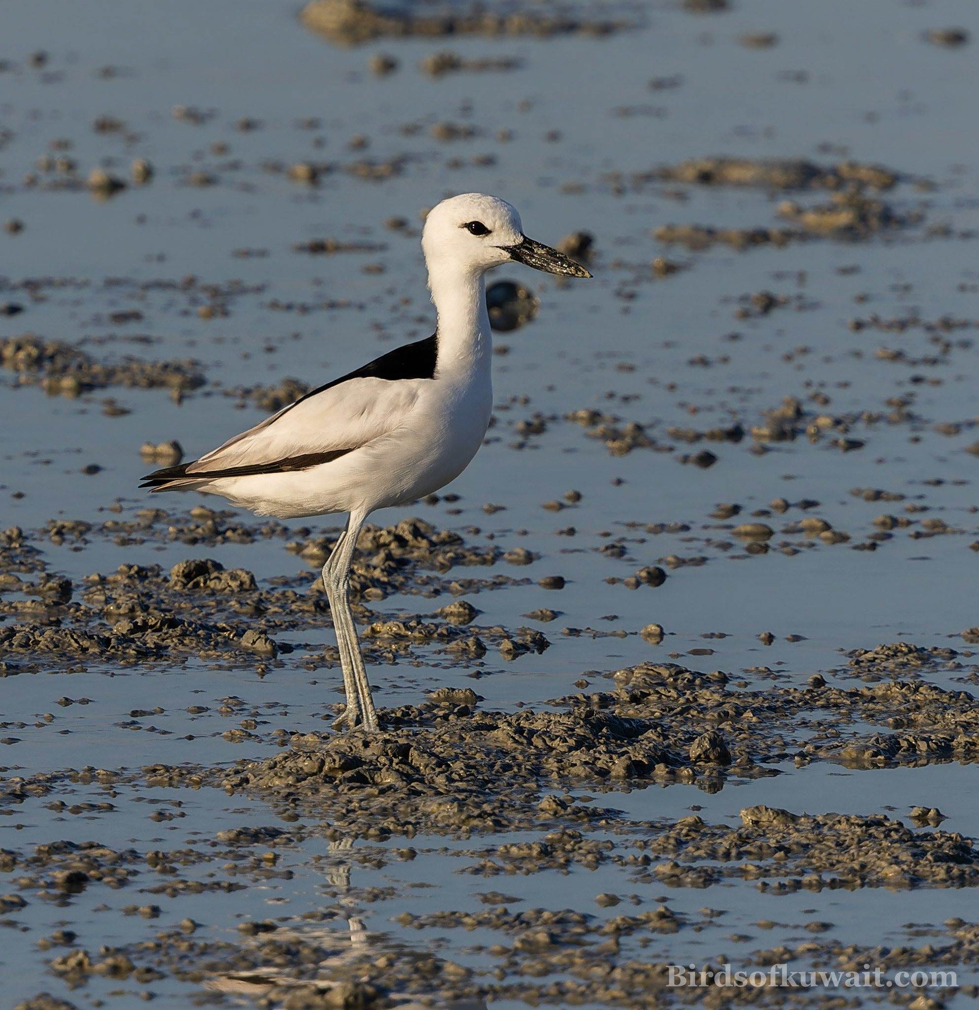 Crab-plover Dromas ardeola