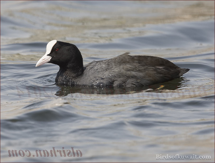 Eurasian Coot Fulica atra