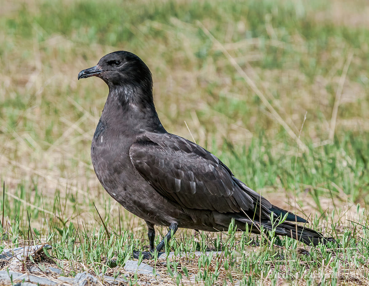 Pomarine Skua Stercorarius pomarinus