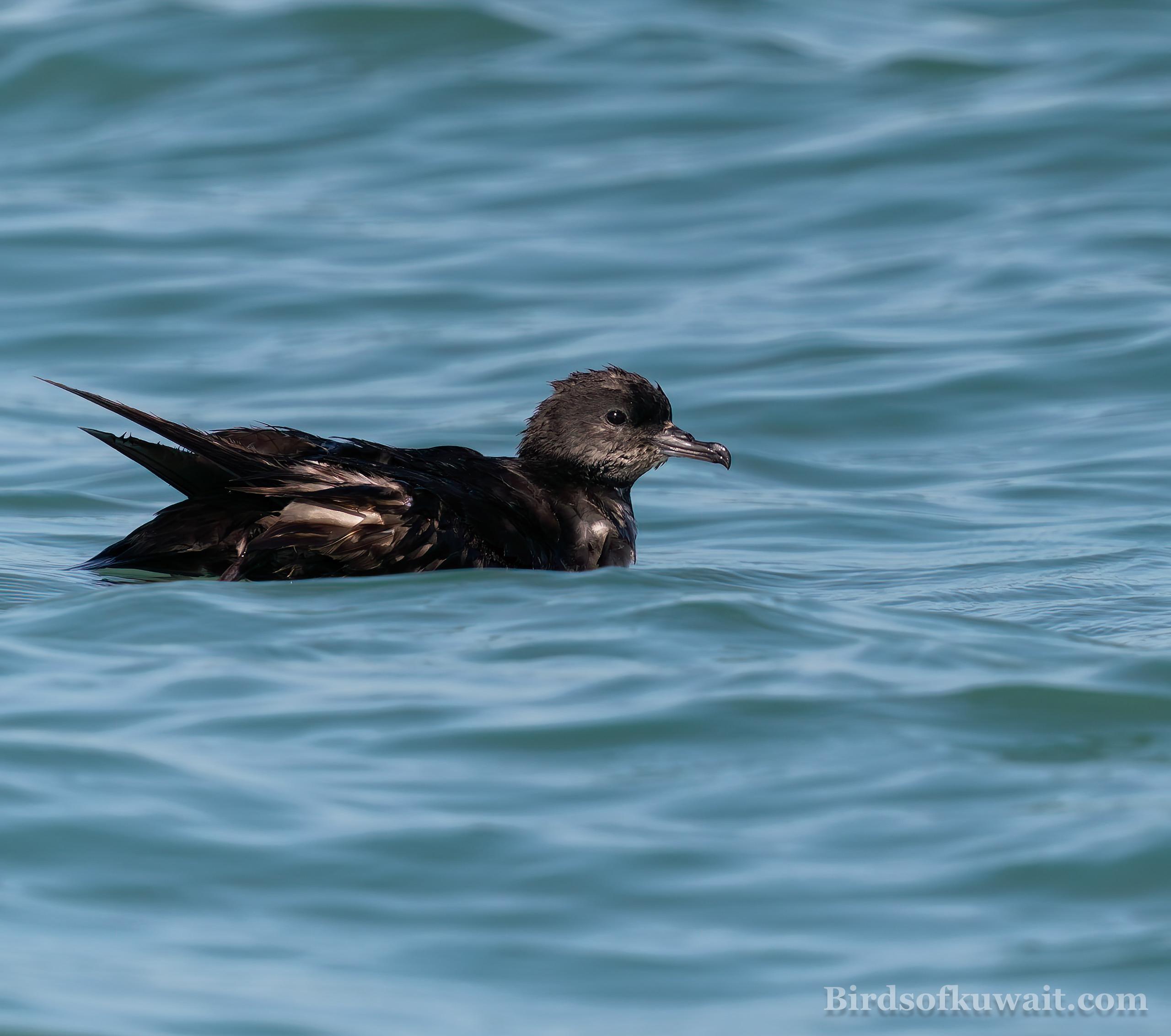 Short-tailed Shearwater Ardenna tenuirostris Short-tailed Shearwater Ardenna tenuirostris