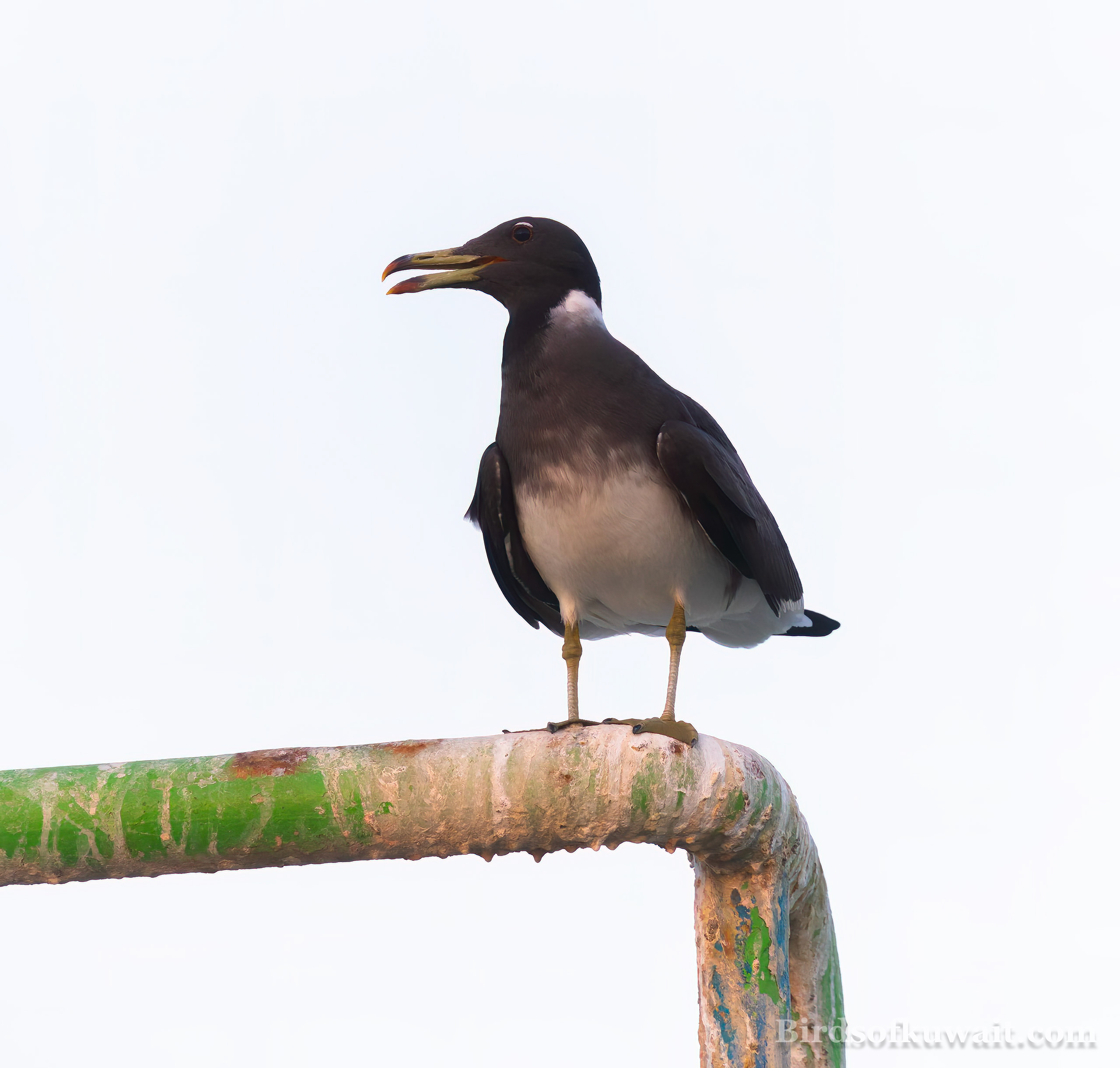 Sooty Gull Ichthyaetus hemprichii Sooty Gull Ichthyaetus hemprichii
