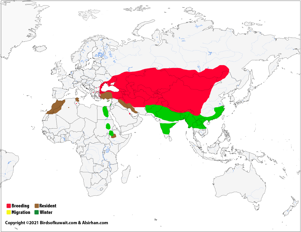 Map of Ruddy Shelduck Tadorna ferruginea