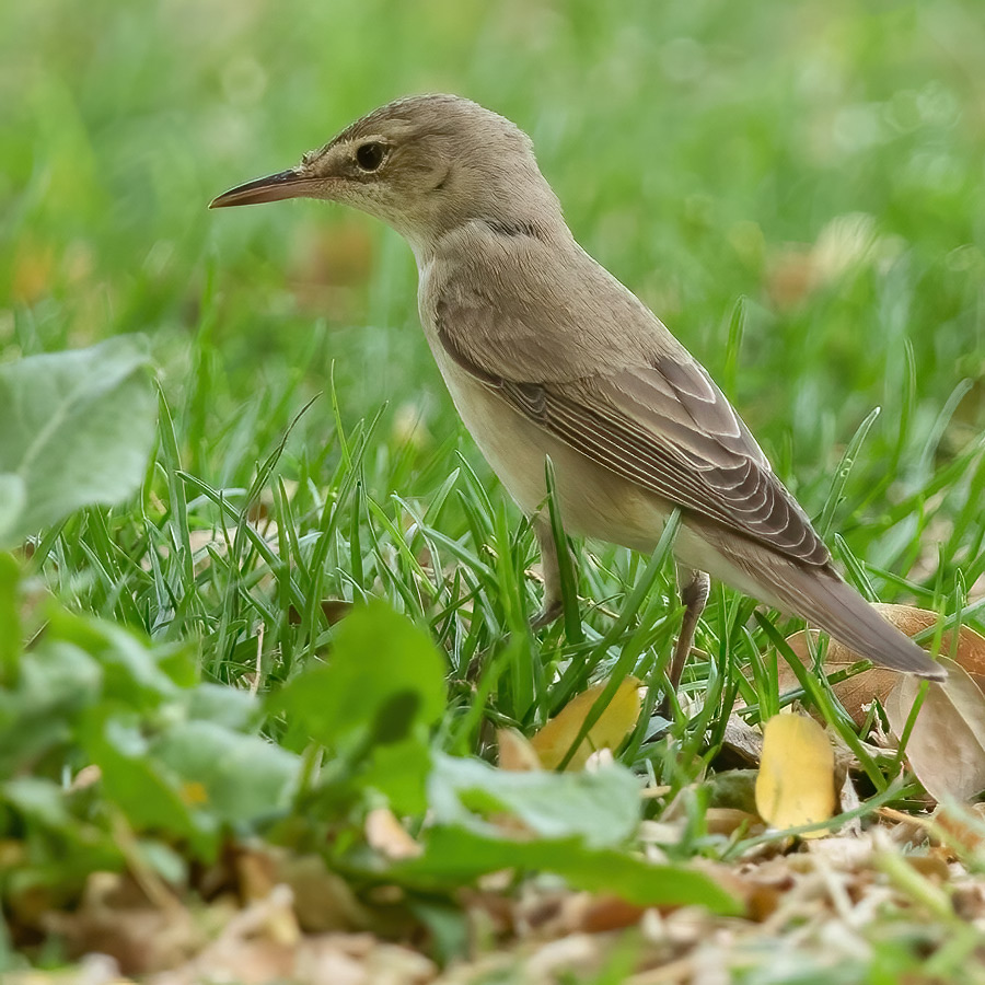 Spring bird watching tours in Kuwait offers the best chance to see the Basra Reed Warbler Acrocephalus griseldis