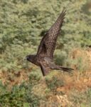 Eleonora's Falcon Falco eleonorae