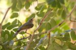 Eastern Bonelli's Warbler Phylloscopus orientalis