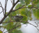 Purple Sunbird Cinnyris asiaticus